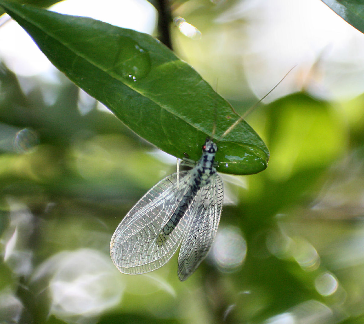 Trichocera ????- no Chrysopa perla, maschio